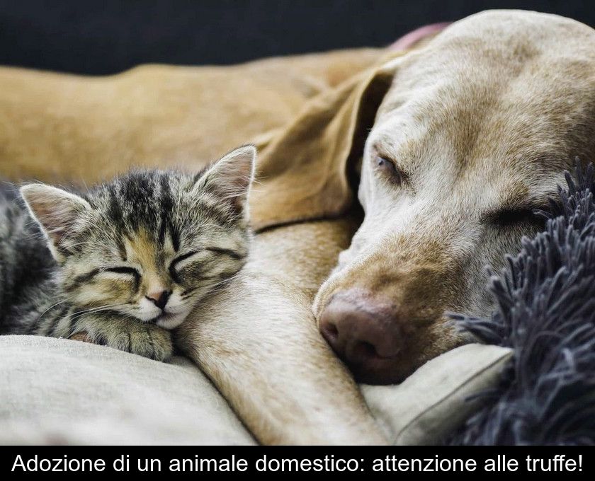 Adozione Di Un Animale Domestico: Attenzione Alle Truffe!