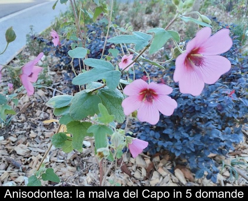 Anisodontea: La Malva Del Capo In 5 Domande