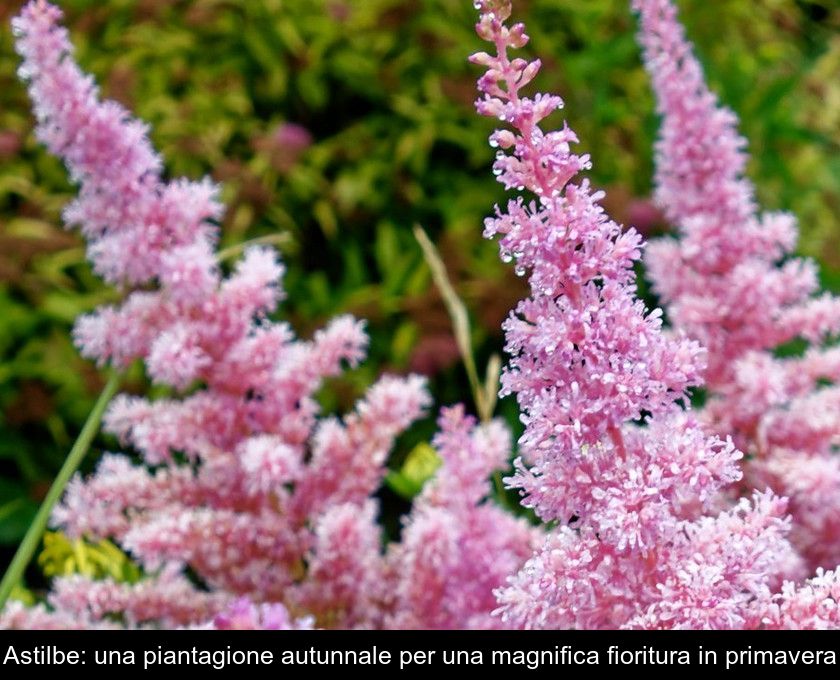 Astilbe: Una Piantagione Autunnale Per Una Magnifica Fioritura In Primavera