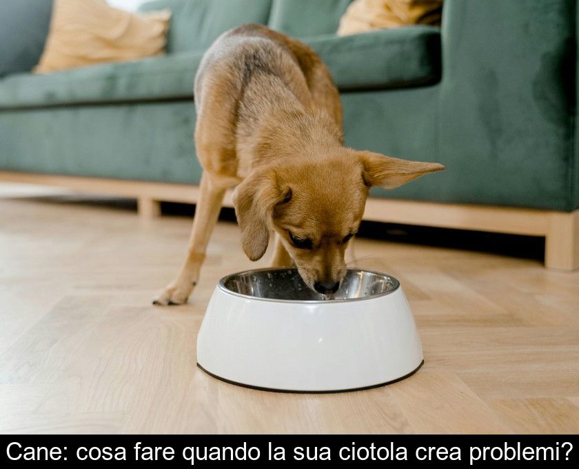 Cane: Cosa Fare Quando La Sua Ciotola Crea Problemi?