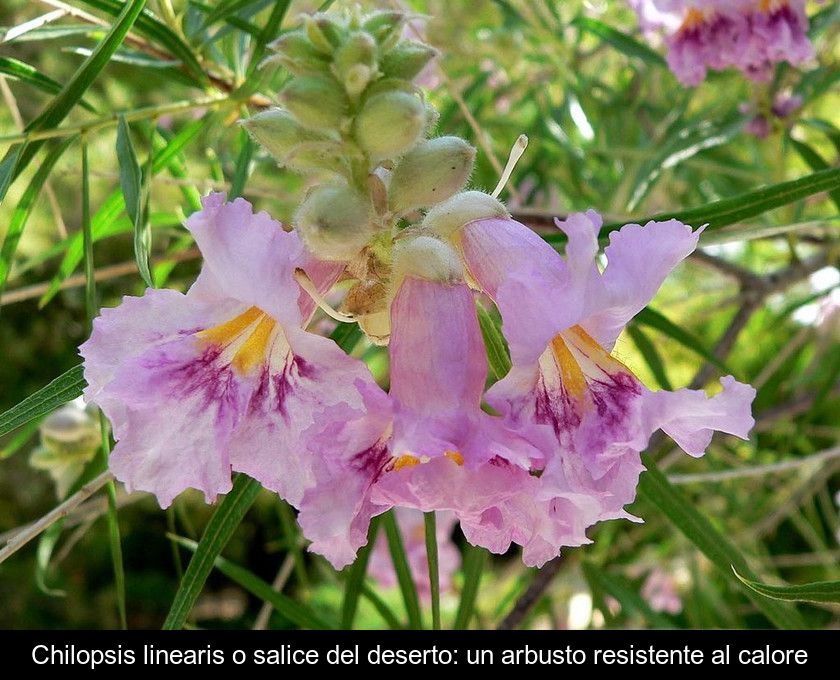 Chilopsis Linearis O Salice Del Deserto: Un Arbusto Resistente Al Calore