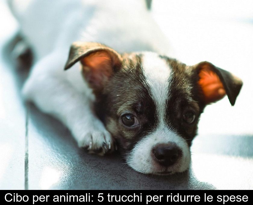 Cibo Per Animali: 5 Trucchi Per Ridurre Le Spese