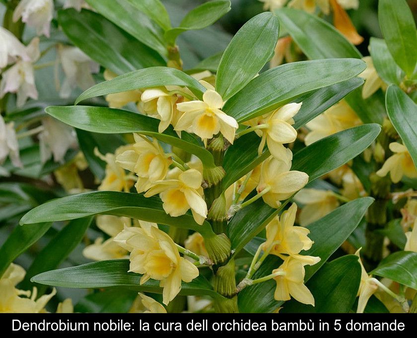 Dendrobium Nobile: La Cura Dell'orchidea Bambù In 5 Domande