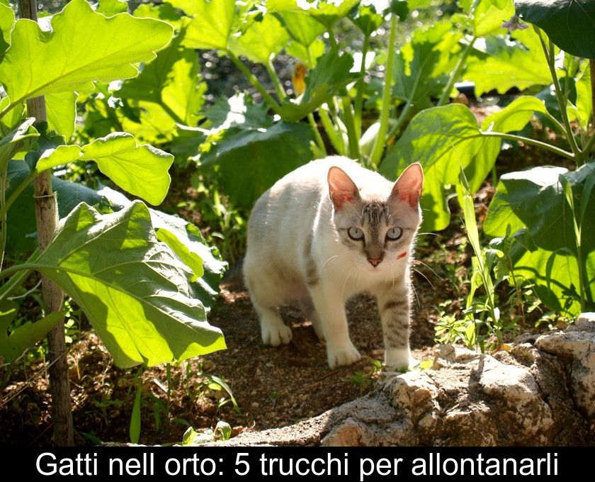 Gatti Nell'orto: 5 Trucchi Per Allontanarli