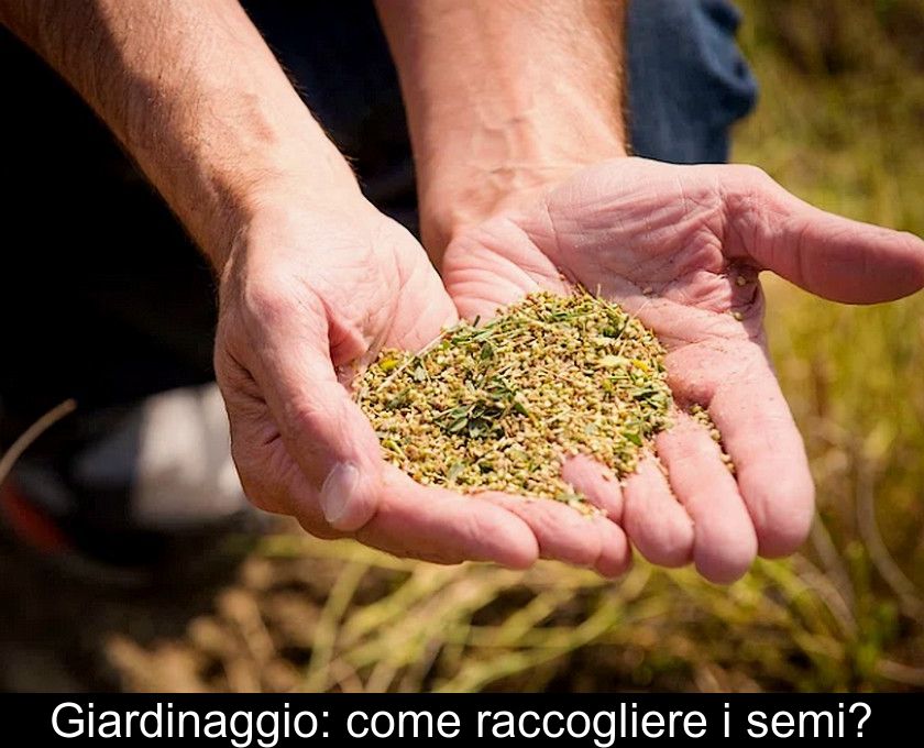 Giardinaggio: Come Raccogliere I Semi?