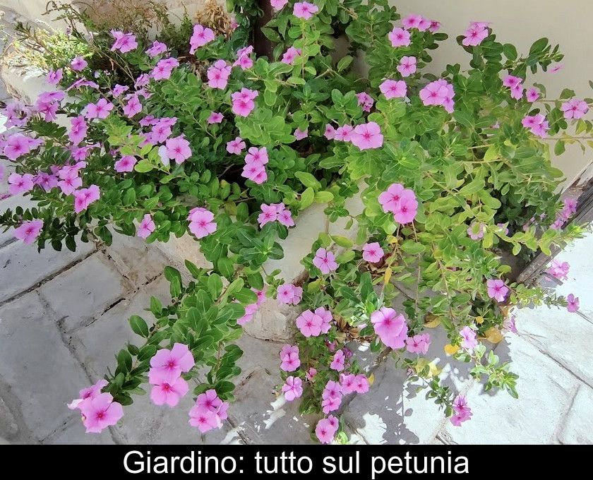 Giardino: Tutto Sul Petunia