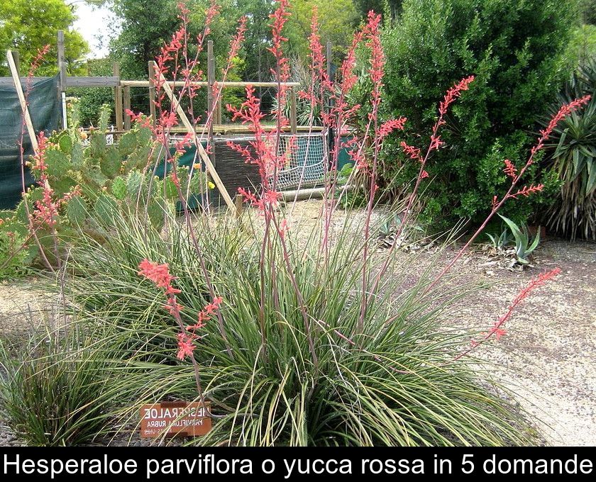 Hesperaloe Parviflora O Yucca Rossa In 5 Domande