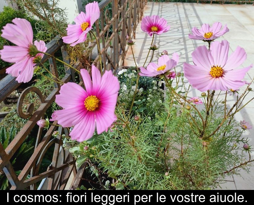 I Cosmos: Fiori Leggeri Per Le Vostre Aiuole.