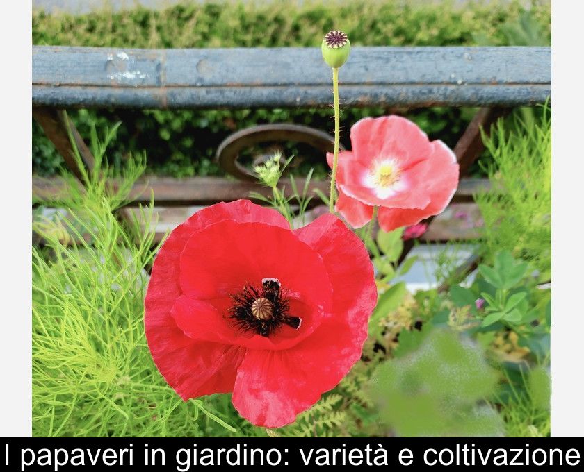 I Papaveri In Giardino: Varietà E Coltivazione