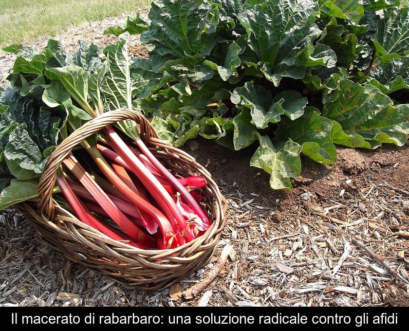 Il Macerato Di Rabarbaro: Una Soluzione Radicale Contro Gli Afidi