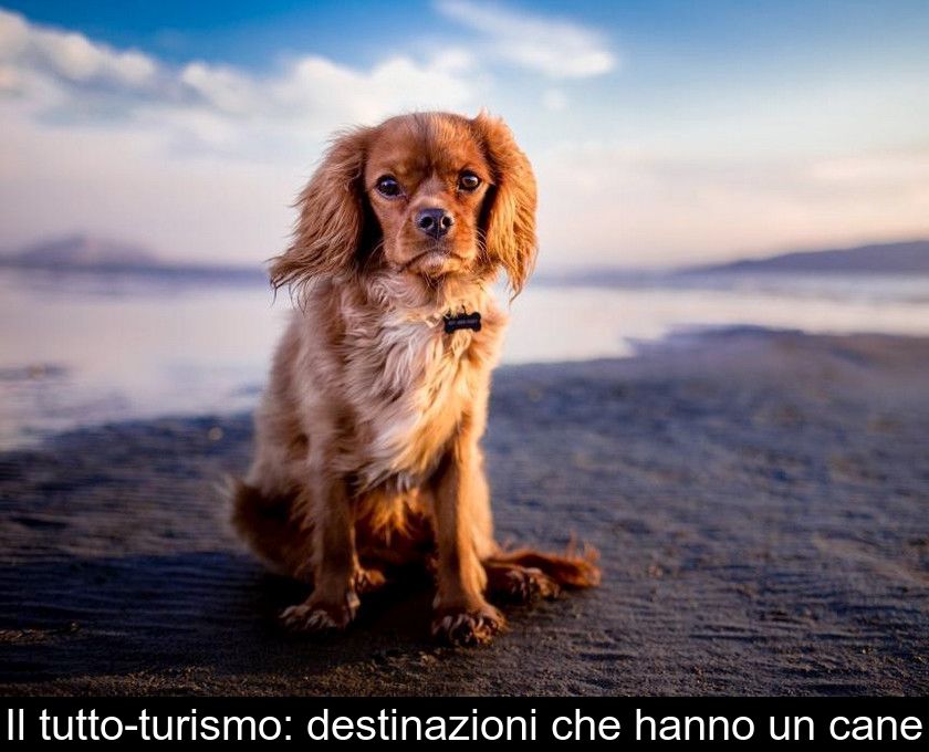 Il Tutto-turismo: Destinazioni Che Hanno Un Cane