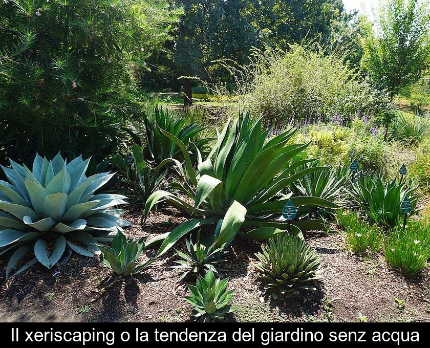 Il Xeriscaping O La Tendenza Del Giardino Senz'acqua