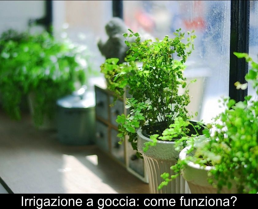 Irrigazione A Goccia: Come Funziona?