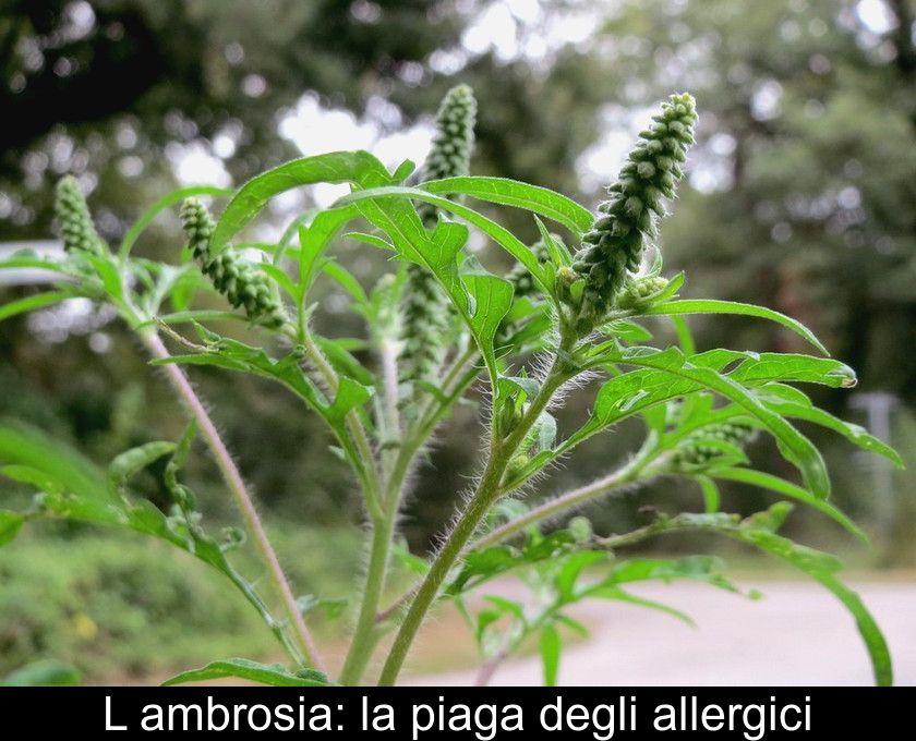 L'ambrosia: La Piaga Degli Allergici