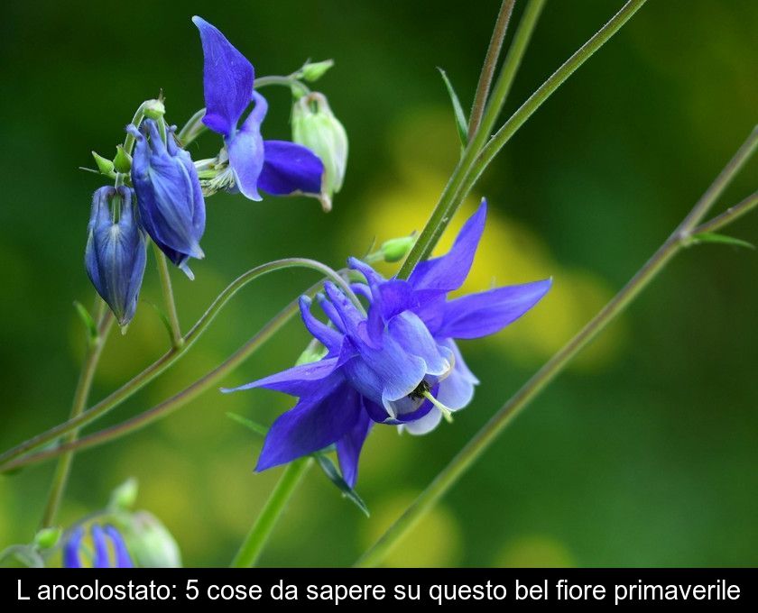 L'ancolostato: 5 Cose Da Sapere Su Questo Bel Fiore Primaverile