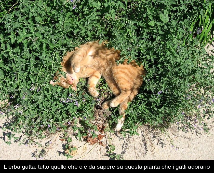 L'erba Gatta: Tutto Quello Che C'è Da Sapere Su Questa Pianta Che I Gatti Adorano