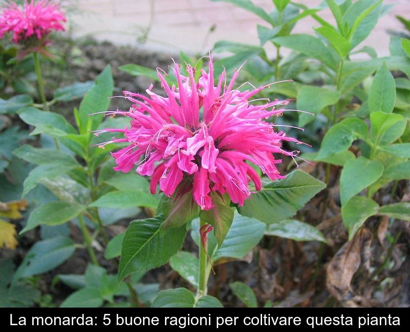 La Monarda: 5 Buone Ragioni Per Coltivare Questa Pianta