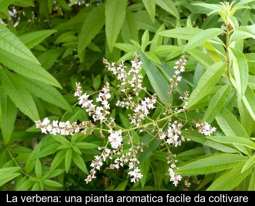 La Verbena: Una Pianta Aromatica Facile Da Coltivare
