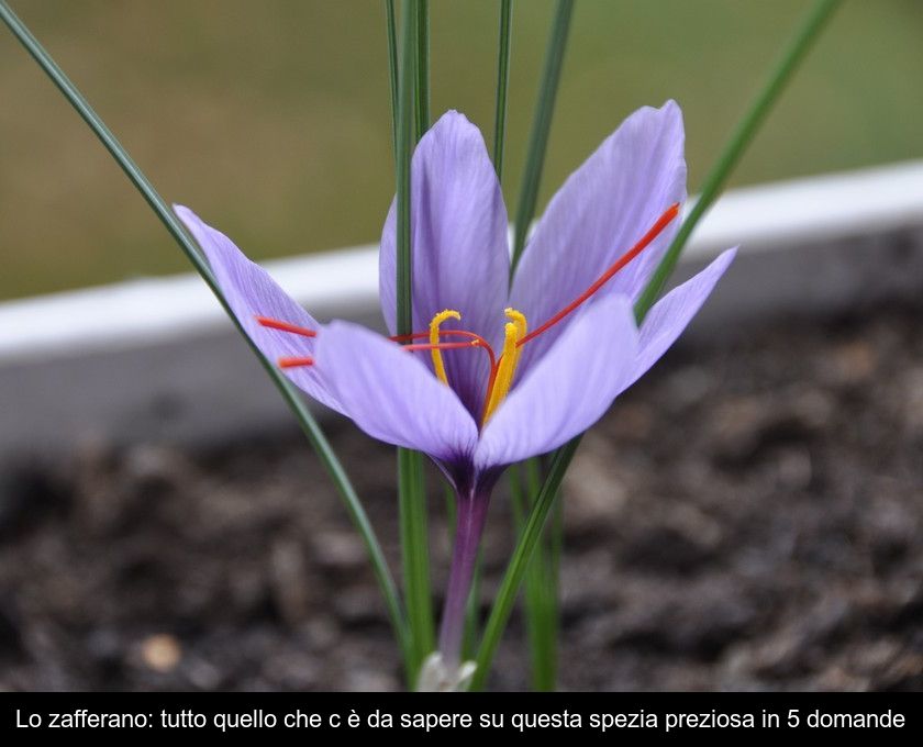 Lo Zafferano: Tutto Quello Che C'è Da Sapere Su Questa Spezia Preziosa In 5 Domande