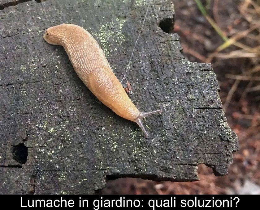 Lumache In Giardino: Quali Soluzioni?