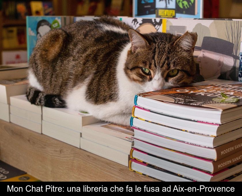 Mon Chat Pitre: Una Libreria Che Fa Le Fusa Ad Aix-en-provence