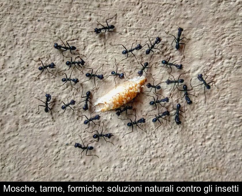 Mosche, Tarme, Formiche: Soluzioni Naturali Contro Gli Insetti