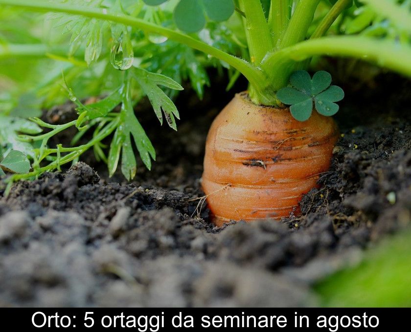 Orto: 5 Ortaggi Da Seminare In Agosto