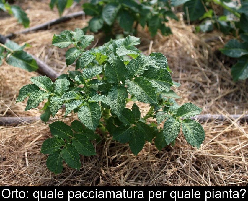 Orto: Quale Pacciamatura Per Quale Pianta?