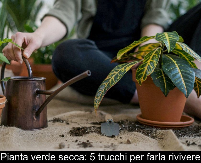 Pianta Verde Secca: 5 Trucchi Per Farla Rivivere