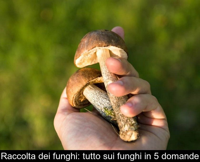 Raccolta Dei Funghi: Tutto Sui Funghi In 5 Domande