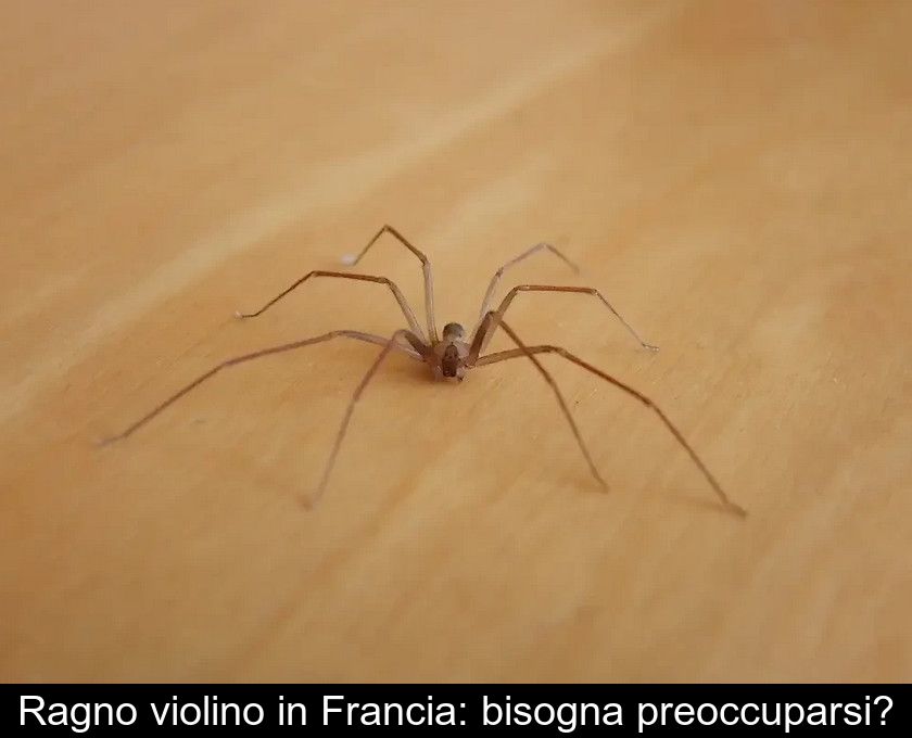 Ragno Violino In Francia: Bisogna Preoccuparsi?