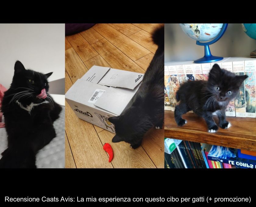 Recensione Caats Avis: La Mia Esperienza Con Questo Cibo Per Gatti (+ Promozione)