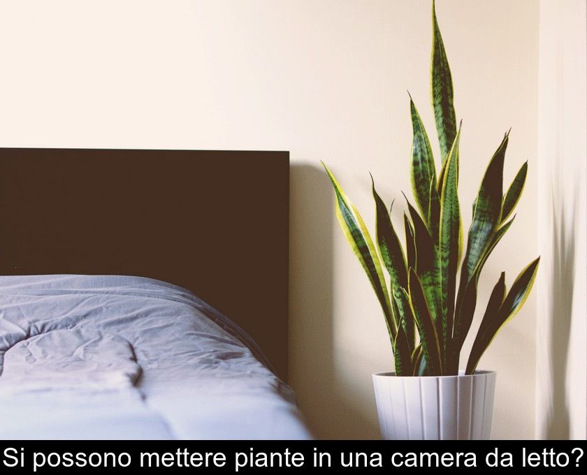 Si Possono Mettere Piante In Una Camera Da Letto?