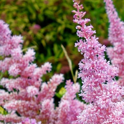 Astilbe: una piantagione autunnale per una magnifica fioritura in primavera