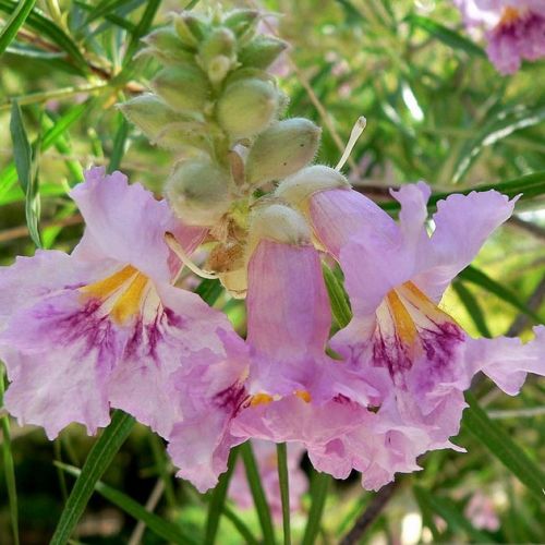 Chilopsis linearis o salice del deserto: un arbusto resistente al calore