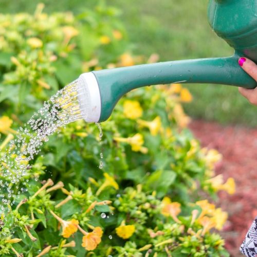 Come risparmiare acqua in giardino?