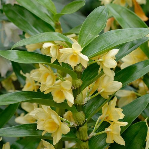 Dendrobium nobile: la cura dell'orchidea bambù in 5 domande