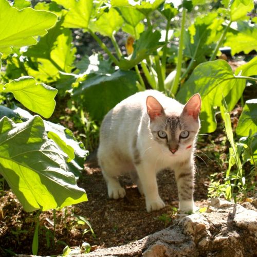 Gatti nell'orto: 5 trucchi per allontanarli