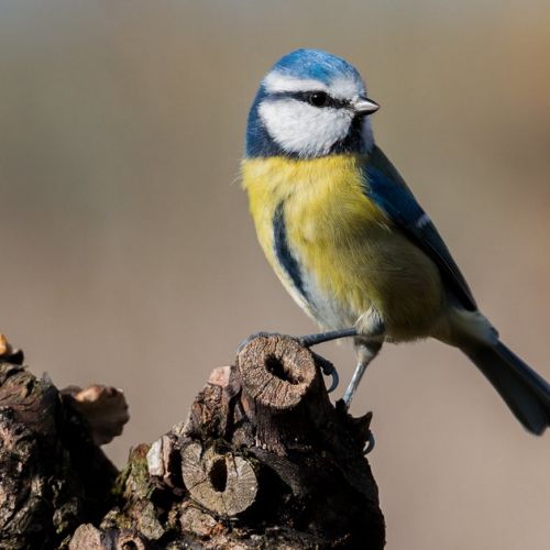 Giardino: attirare le cince contro le processionarie