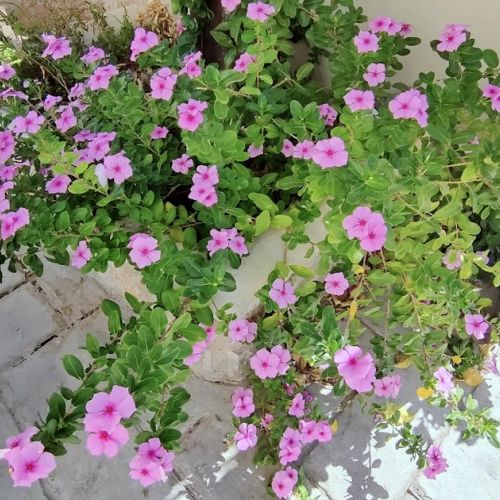 Giardino: tutto sul petunia