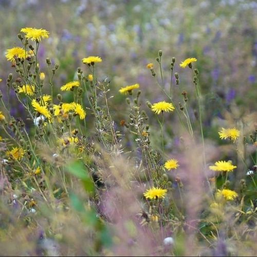 Giardino punk: perché provare il giardino senza manutenzione di Éric Lenoir