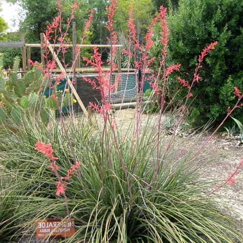 Hesperaloe parviflora o yucca rossa in 5 domande