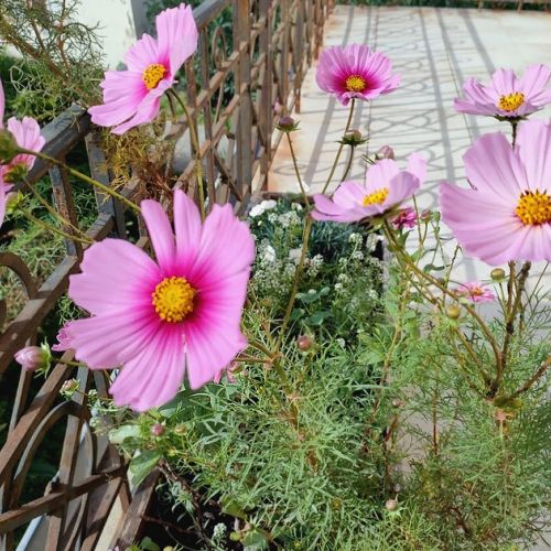 I cosmos: fiori leggeri per le vostre aiuole.