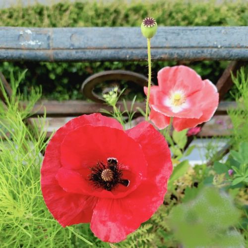 I papaveri in giardino: varietà e coltivazione