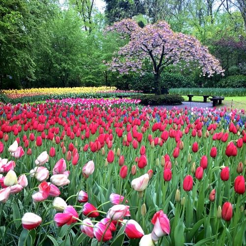 Il Keukenhof: un giardino unico al mondo