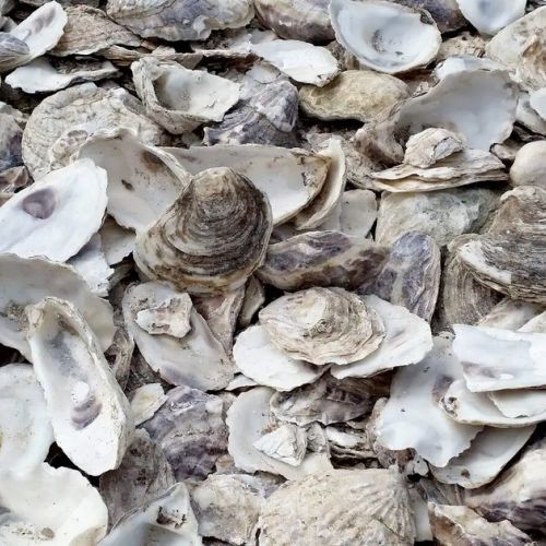 Il terrazzo marino: un materiale in conchiglie riciclate