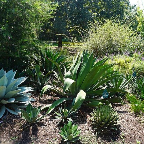 Il xeriscaping o la tendenza del giardino senz'acqua