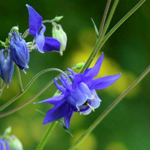 L'ancolostato: 5 cose da sapere su questo bel fiore primaverile