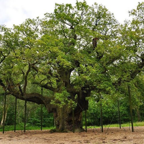 La foresta di Sherwood in Inghilterra: 5 attrazioni turistiche da visitare