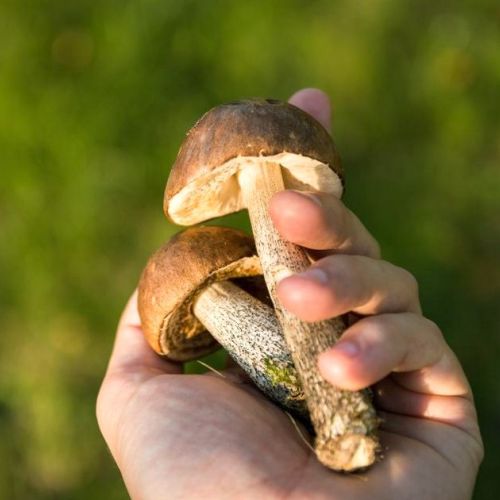 Raccolta dei funghi: tutto sui funghi in 5 domande